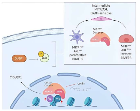 JCI：科學(xué)家識(shí)別出人類(lèi)黑色素瘤耐受性的關(guān)鍵信號(hào)通路