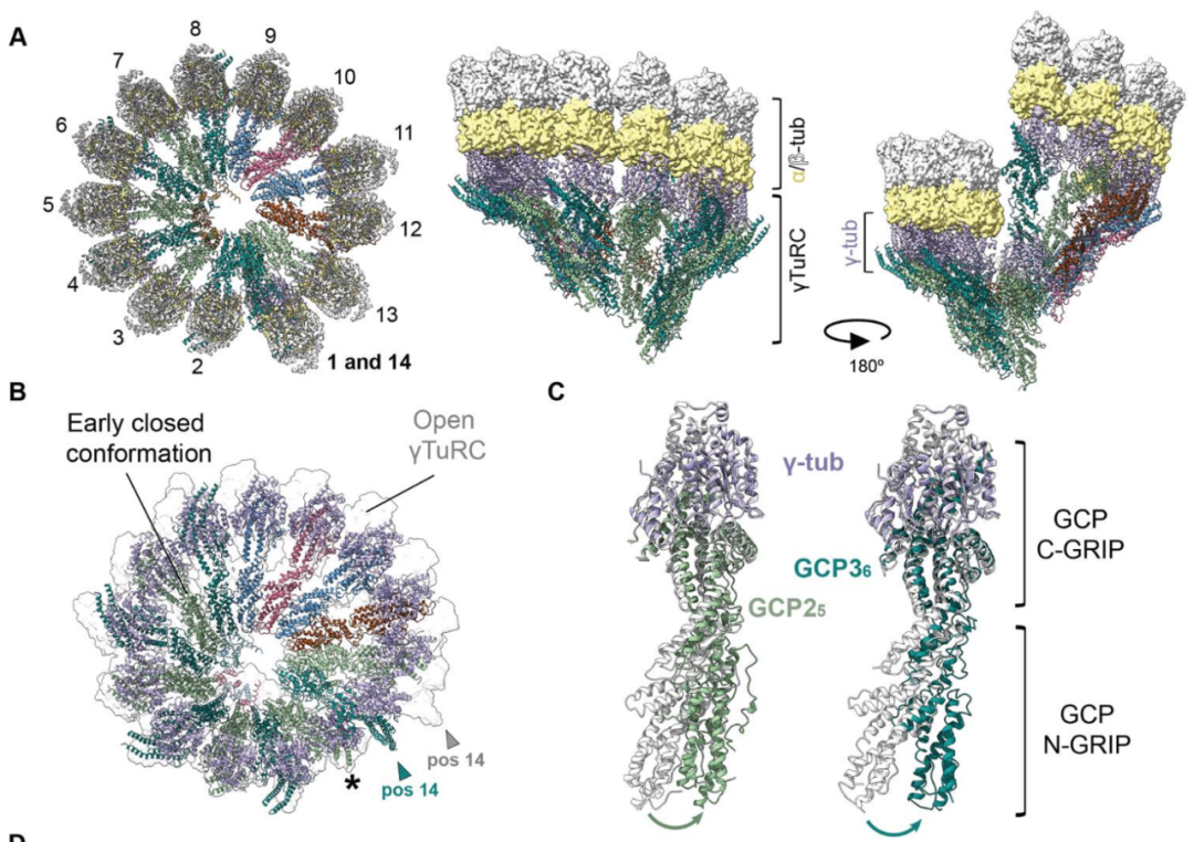 Science重磅：首次捕獲人類細胞“高速公路”構建過程的高分辨率圖像，為微管相關疾病的治療指明新的方向！